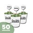 50 Mini Suculentas Pote 06 no Papel Kraft ou Papel Branco Personalizado (Mande a sua Arte)