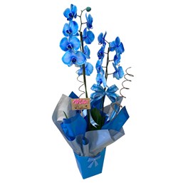 Arranjo de Orquídea Azul