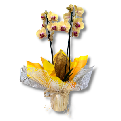 Arranjo De Orquidea Phalaenopsis Amarela Natural Arranjo De Orquidea Phalaenopsis Amarela Natural