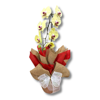 Arranjo De Orquidea Phalaenopsis Cascata Amarela Natural Arranjo De Orquidea Phalaenopsis Cascata Amarela Natural
