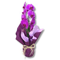 Arranjo de Orquídea Phalaenopsis Cascata Roxa Natural (LEIA A DESCRIÇÃO)