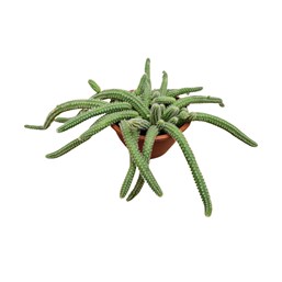 Cacto Amendoim Echinopsis - Cuia 13