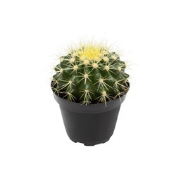 Cacto Bola Echinocactus - Pote 11
